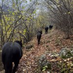 Ippoterapia nel Bosco di Casteldelfino, Valle Varaita (Cn) nel 2021 - Foto M. Dematteis